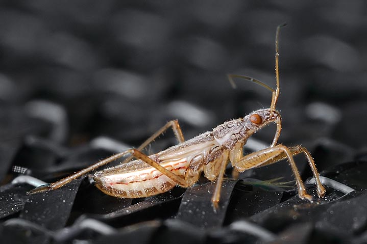 Nabidae: Nabis sp. femmina